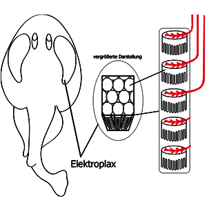 Elektroplax (Aufbau)