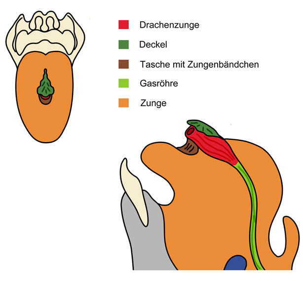 Die Drachenzunge