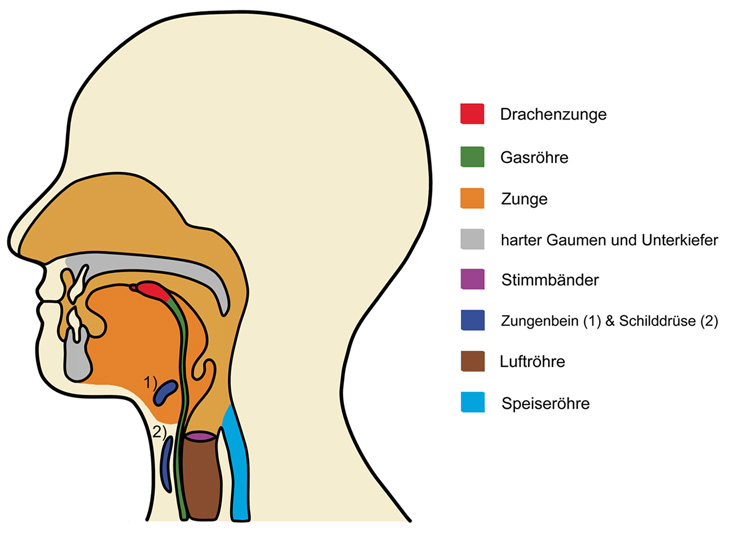 Querschnitt Kopf mit Lage der Gasröhre und Drachenzunge